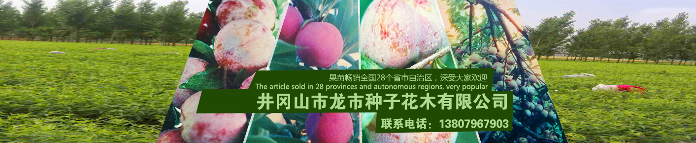 打樁木實力廠家